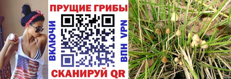Псилоцибиновые грибы Magic Shrooms закладка мега зеркало Нарткала